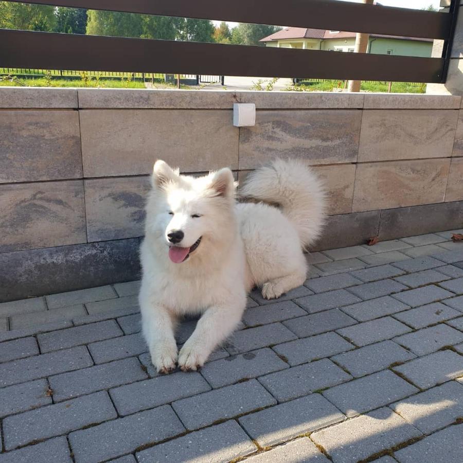 Aris Pokoje Goscinne Wojnicz Exterior foto